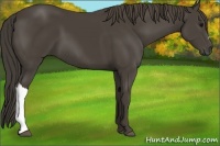 Horse Color:Smoky Black 