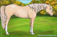 Horse Color:Palomino Pearl Rabicano 