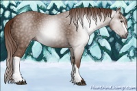 Horse Color:Gray Chestnut 