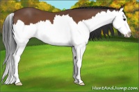Horse Color:Bay Sabino Splash 