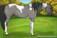 Horse Color:Grullo Roan Tobiano