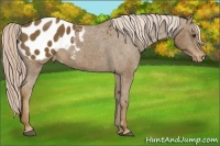 Horse Color:Chocolate Palomino Sabino Blanket Rabicano 