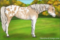 Horse Color:Palomino Sabino Blanket 