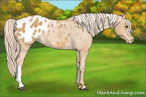 Horse Color: Palomino Blanket Rabicano 