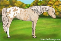 Horse Color:Palomino Blanket Rabicano 