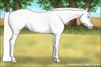 Horse Color:Gray Silver Amber Cream Champagne Roan Dun Splash Tobiano Frame Appaloosa Rabicano
