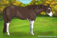 Horse Color:Liver Chestnut Sabino 