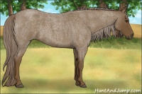 Horse Color:Chocolate Palomino Roan 