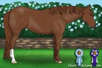 Horse Color:Gray Chestnut 