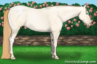 Horse Color:Buckskin Ice Roan Pearl Dun 