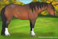Horse Color:Brown Roan