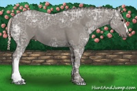 Horse Color:Silver Black Ice