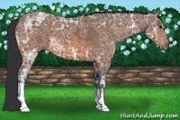 Horse Color:Bay Ice 