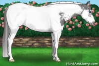 Horse Color:Black Splash Tobiano Frame Near Leopard Rabicano 