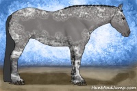 Horse Color:Blue Ice Roan Rabicano 
