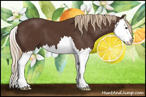 Horse Color: Liver Chestnut Splash 