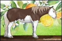 Horse Color:Liver Chestnut Splash 
