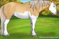 Horse Color:Gold Cream Champagne Splash Rabicano