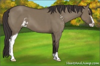 Horse Color:Smoky Grullo Sabino 