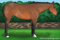Horse Color:Bay 