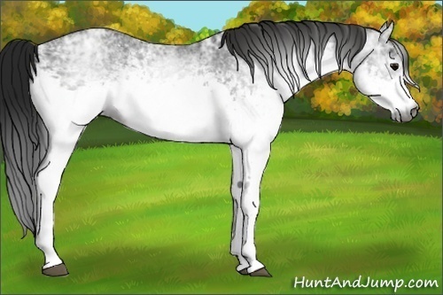 Horse Color:Gray White Spotted Black Ice