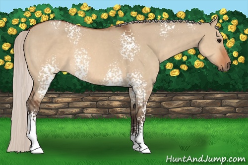 Horse Color: White Spotted Silver Brown Dun 