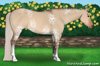 Horse Color:White Spotted Silver Brown Dun 