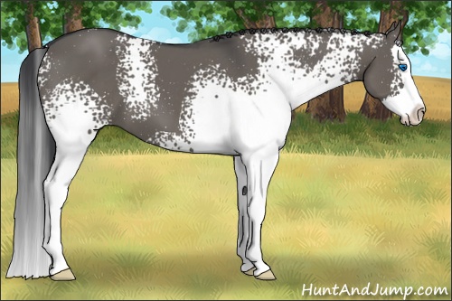 Horse Color: White Spotted Grullo Splash 