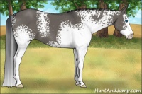 Horse Color:White Spotted Grullo Splash 