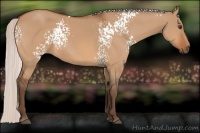 Horse Color:White Spotted Silver Bay Dun