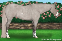 Horse Color:Silver Grullo Roan Sabino 