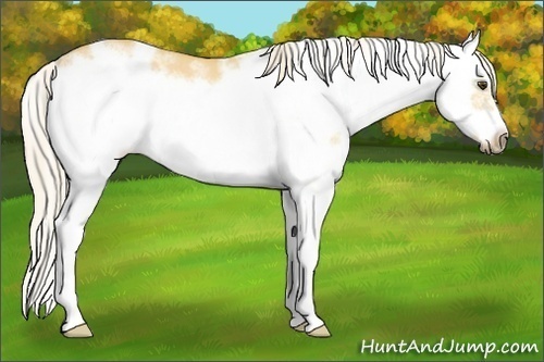 Horse Color: Palomino Dun Sabino Frame Rabicano 