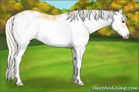 Horse Color:Palomino Dun Sabino Frame Rabicano 
