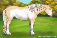 Horse Color:Palomino Dun Sabino Frame Rabicano 