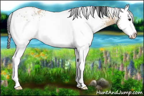Horse Color: White Spotted Bay Dun Splash 