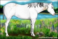 Horse Color:White Spotted Bay Dun Splash 
