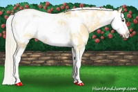 Horse Color:Palomino Dun Sabino