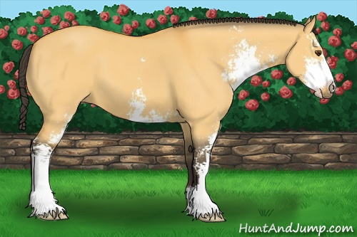 Horse Color: Buckskin Dun Sabino 