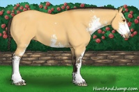 Horse Color:Buckskin Dun Sabino