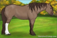 Horse Color:Liver Red Dun 