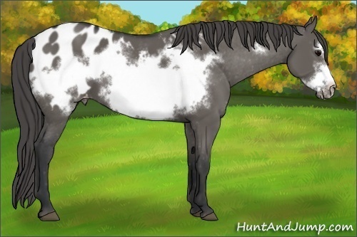 Horse Color: Unknown 