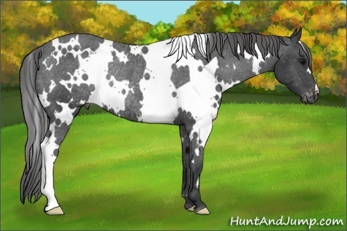 Horse Color: Unknown 