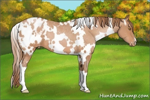 Horse Color: White Spotted Bay Pearl Blanket 