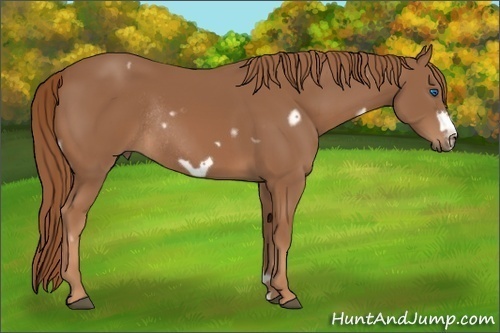 Horse Color: Unknown 