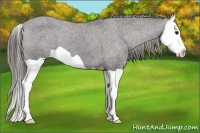 Horse Color:Smoky Black Splash Varnish 