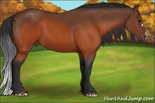 Horse Color: Brown 