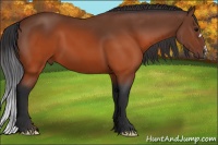 Horse Color:Brown 