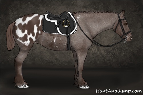 Horse Color: Liver Chestnut Blanket 