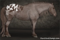 Horse Color:Liver Chestnut Appaloosa 