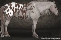 Horse Color:Liver Chestnut Appaloosa 